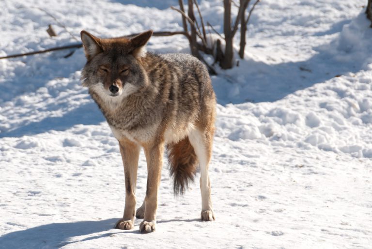 Video of inhumane coyote death under investigation