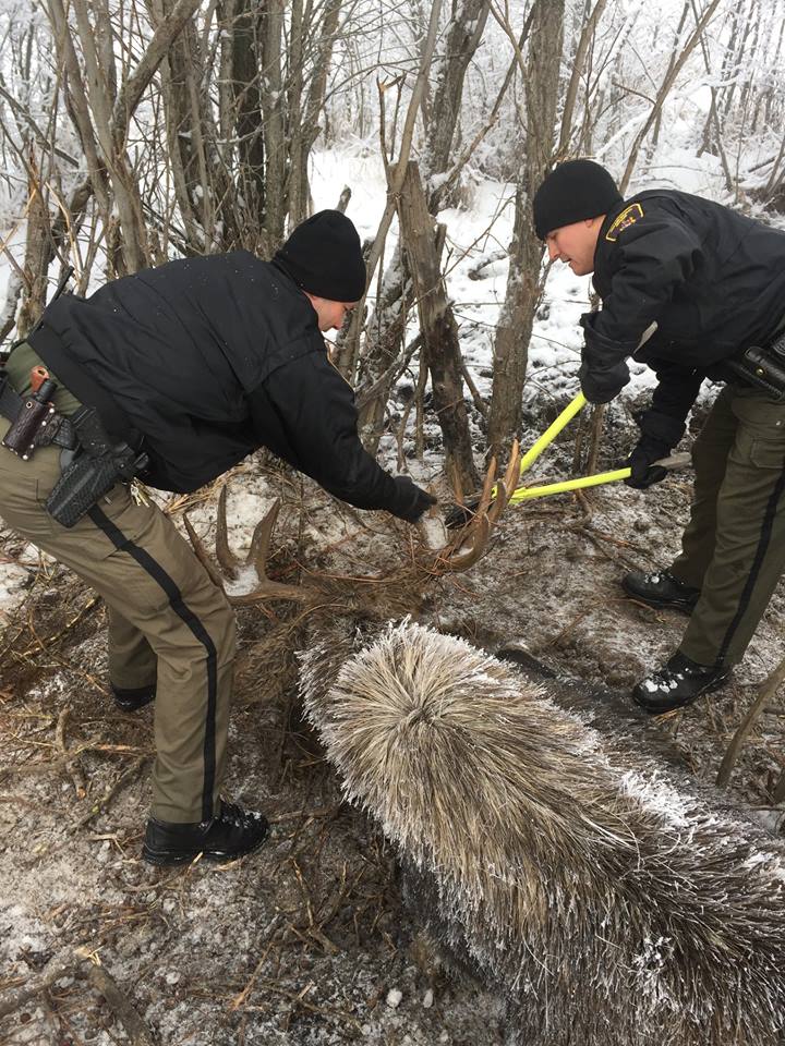 Efforts to find copper wire owner after moose caught twice in one day