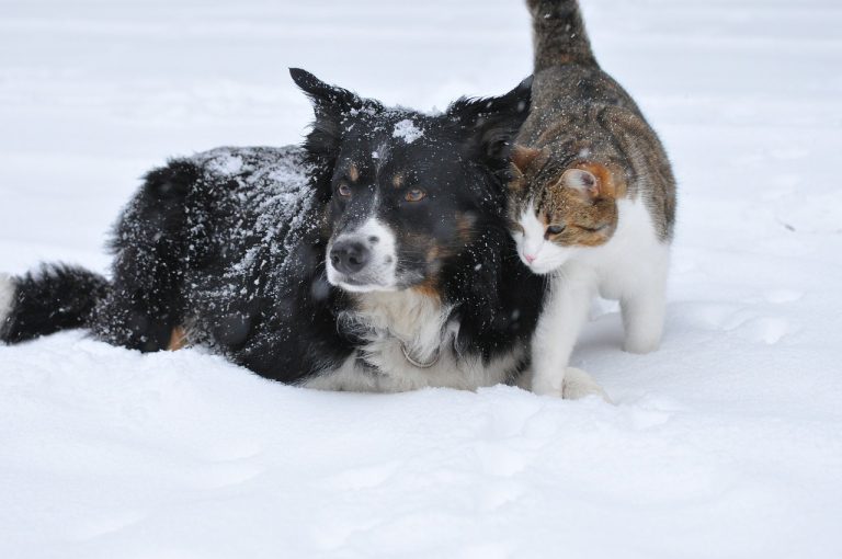 Keep pets inside on cold days: Enforcement Services