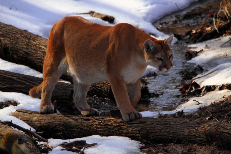 Cougar, cubs spotted on Wapiti Nordic ski trails