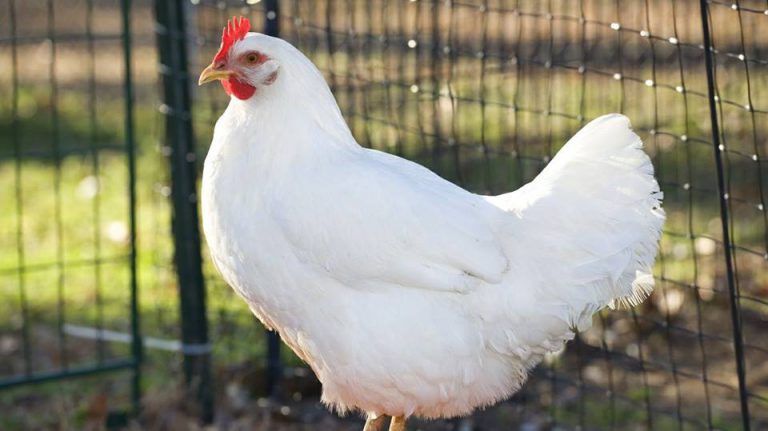 Sexsmith looking into allowing backyard hens