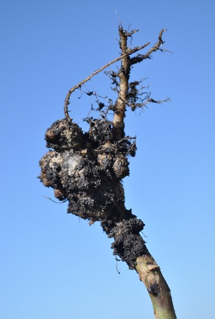 County crews fighting clubroot on Webster/Sexsmith area farm