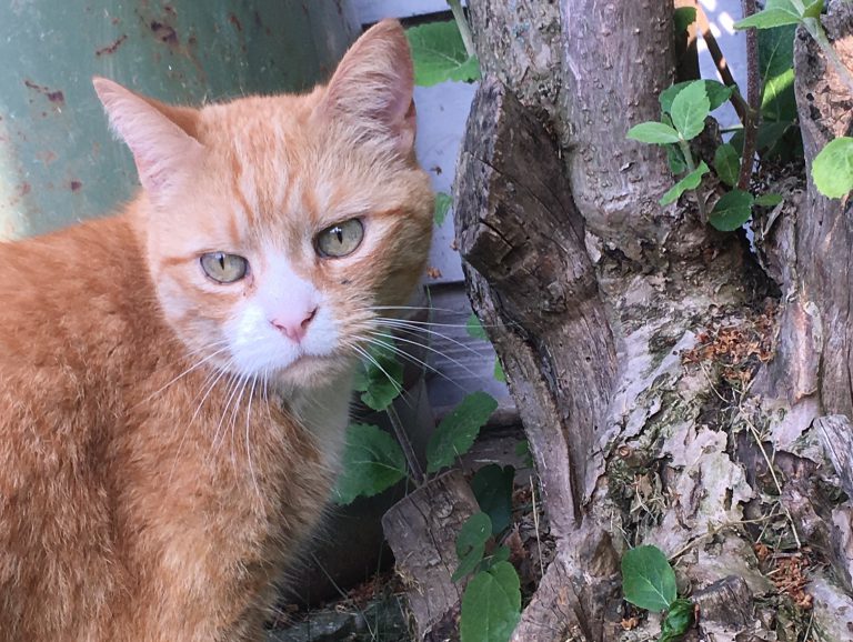 Grande Prairie Animal Hospital hosting first cat neuter clinic