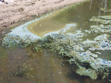 Blue-green algae advisory issued for Bear Lake