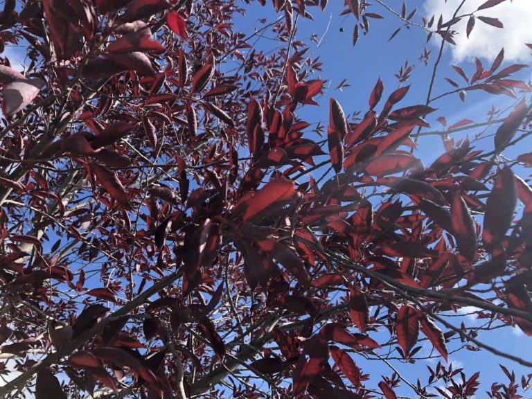 Heat warning issued for Grande Prairie, Peace River region
