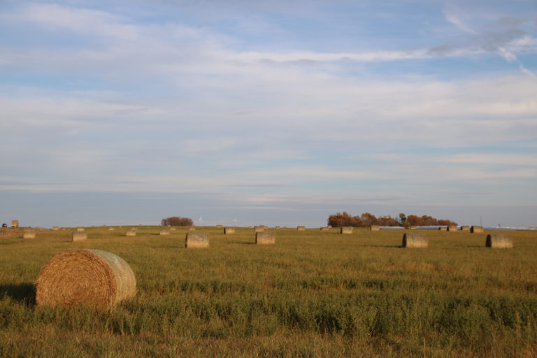 Grande Prairie RCMP warn of fraudulent hay sale ads