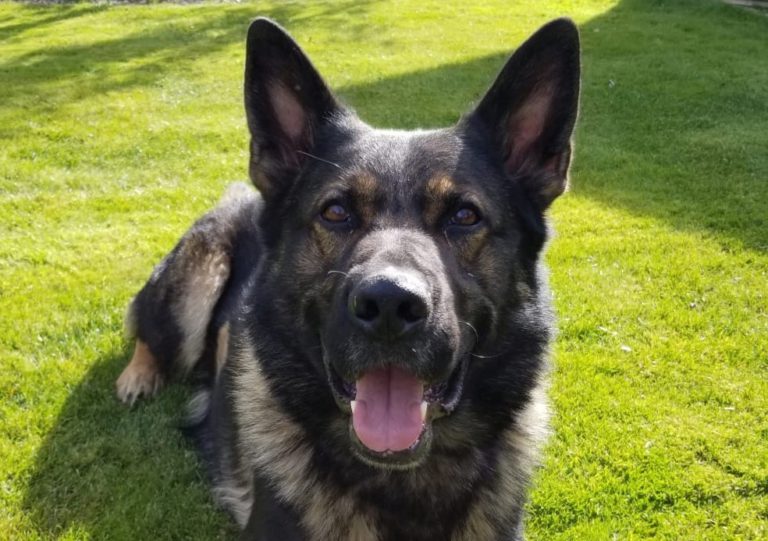 Police dog, private helicopter help find missing five-year-old