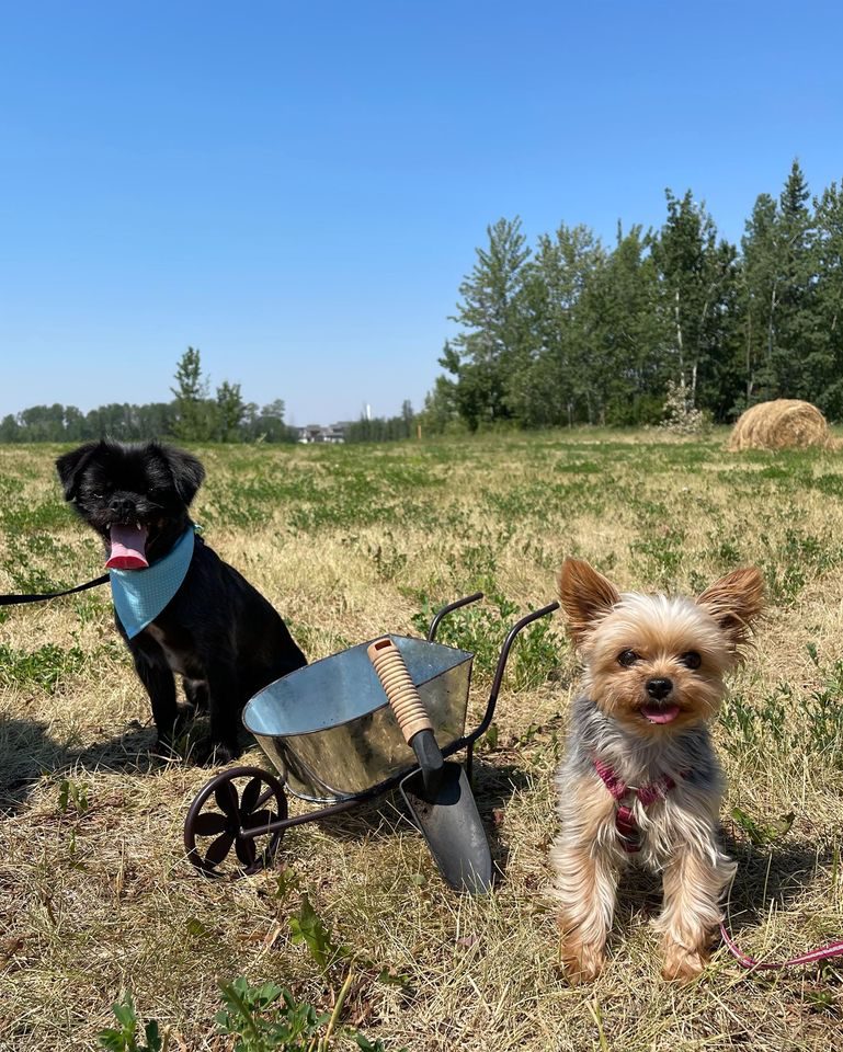 Construction on new dog park underway in South Bear Creek Park