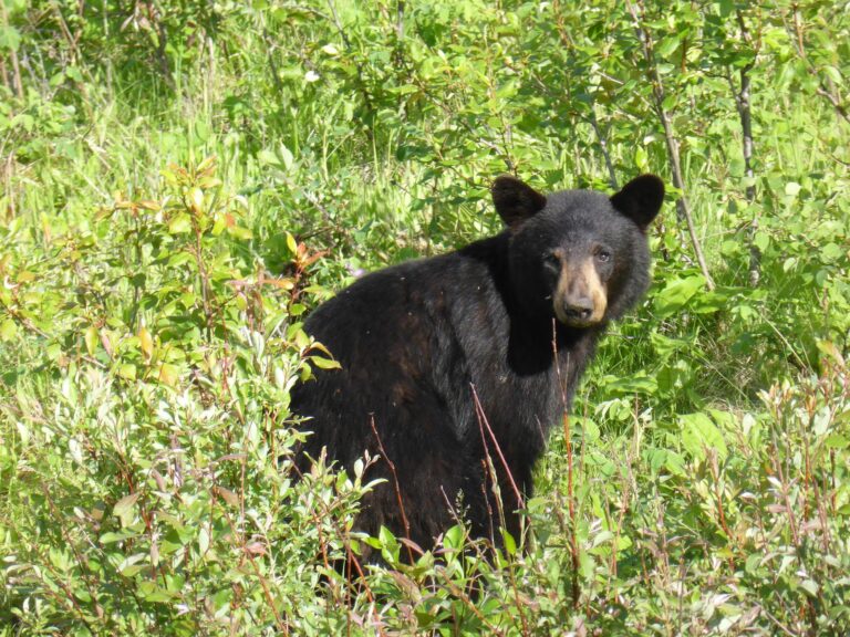 Black bear sighting reported at Muskoseepi Park