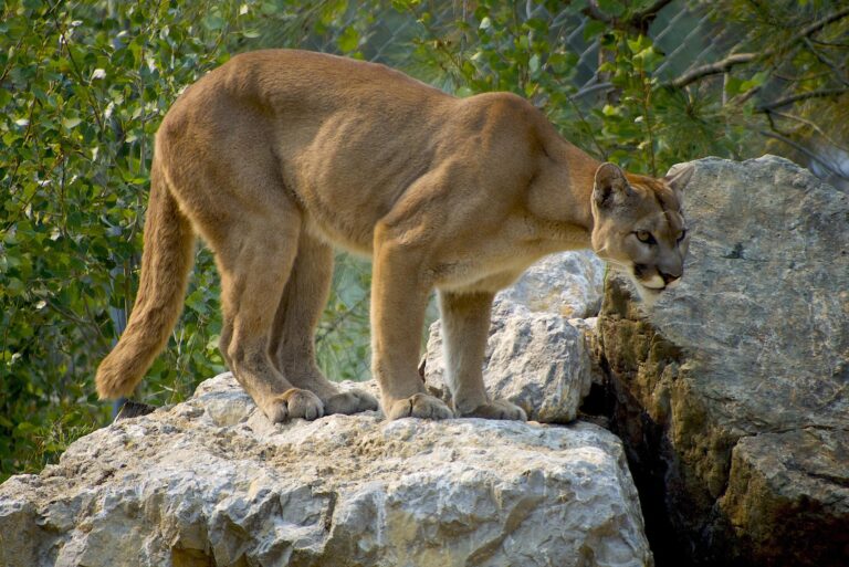 Cougar sighting reported near Michaelis Boulevard and 84 Avenue