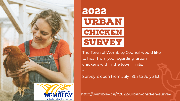 Town of Wembley holding survey regarding urban chickens within Town limits
