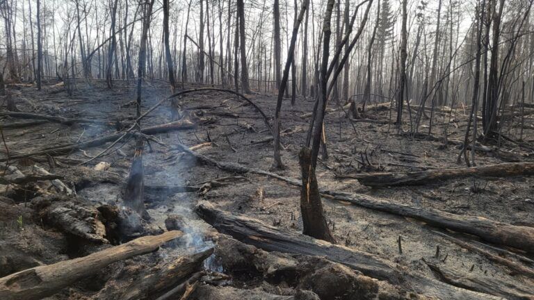 Forest area fire ban, OHV restriction still in place as wildfire danger drops