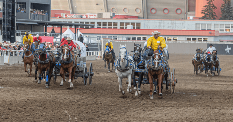 Peace Region drivers compete at national chuckwagon competitions