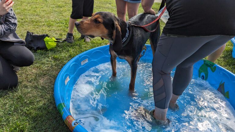Dog Wash Fundraiser!