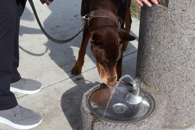 New fountain for dog walkers, furry friends installed near South Bear Creek Dog Park