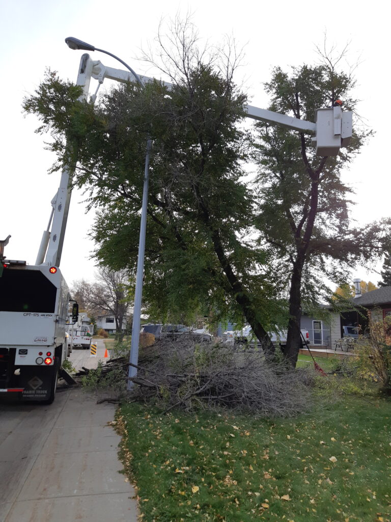 City starting tree pruning