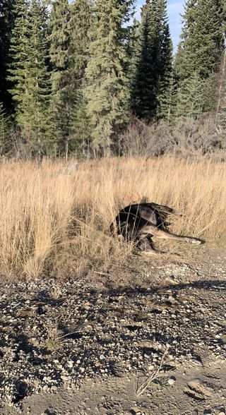 Fish & Wildlife investigating after moose shot, left in Grande Prairie area