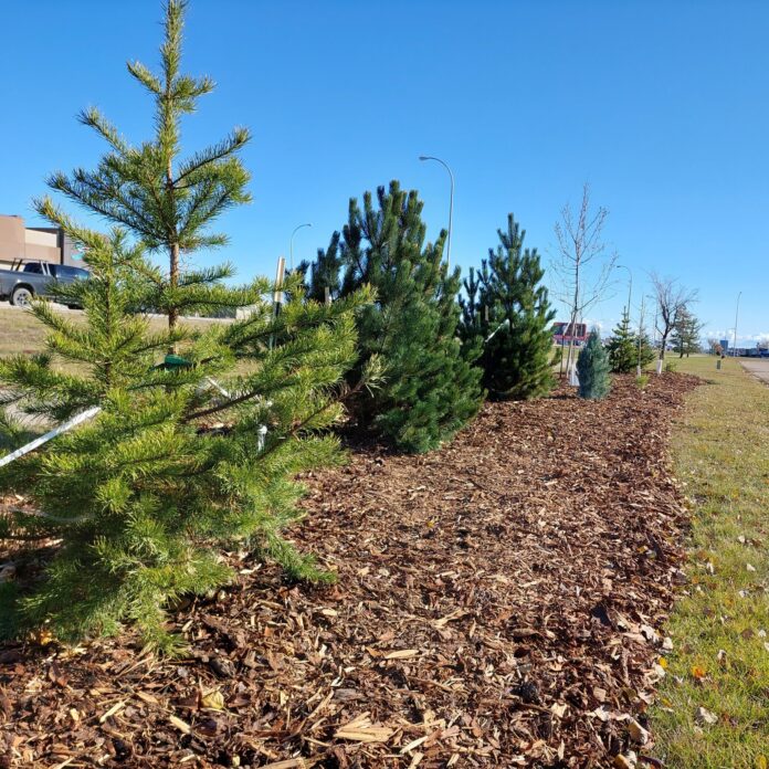 Newly planted trees along 100 Avenue (Photo from City of Grande Prairie Facebook page)