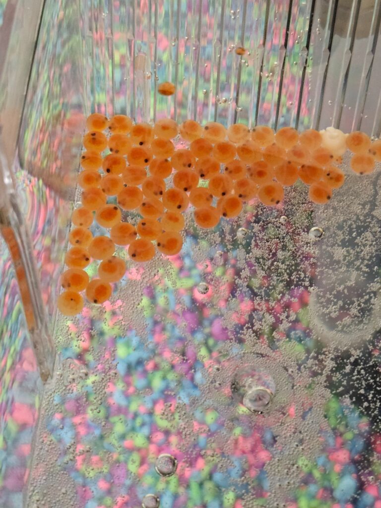 Valhalla School students hatching trout as part of provincial FinS program