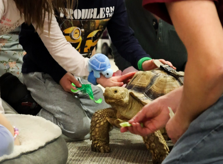 Philip J. Currie Dinosaur Museum holds “shell-a-bration” for Mack the tortoise