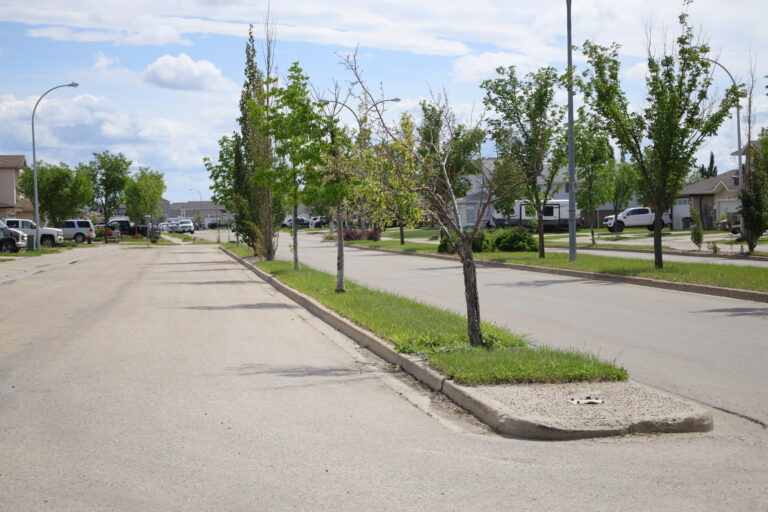 City reminding residents to check property lines before planting, removing trees
