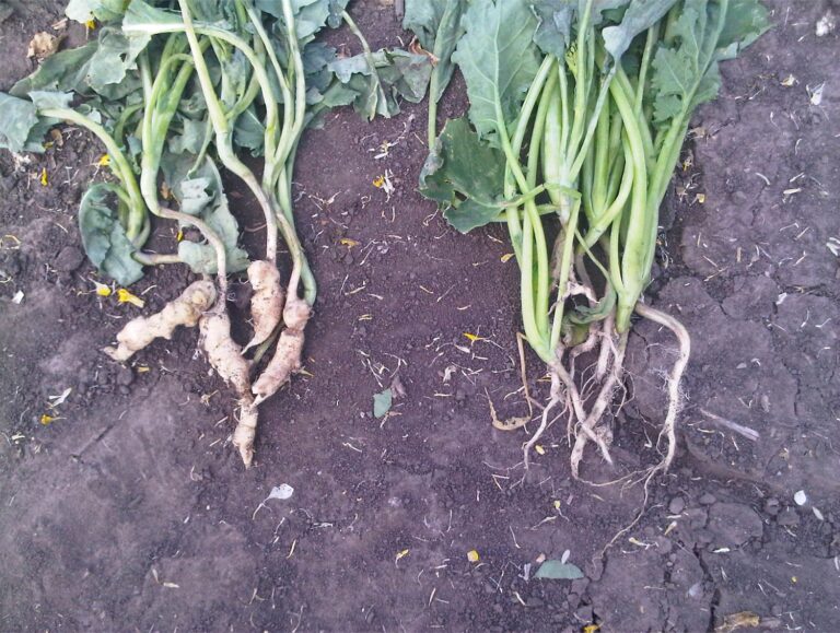 County advises residents to watch for clubroot disease in crops