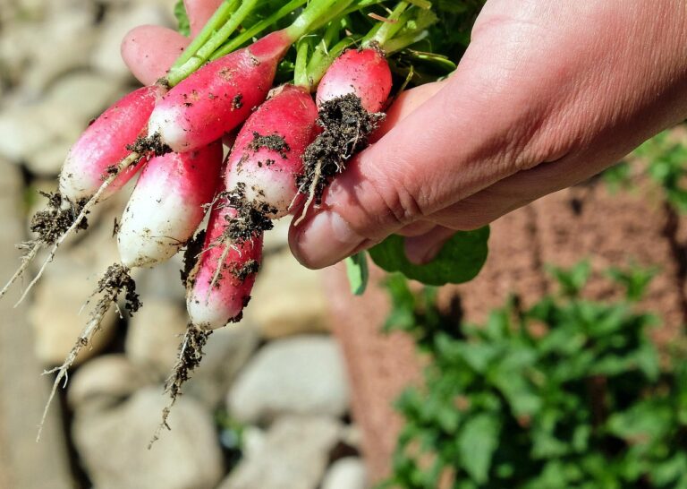 Sexsmith Community Garden encourages residents to practice sustainable harvesting techniques