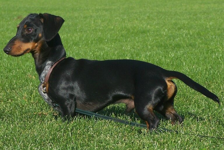 Wiener Dog Derby returns to Evergreen Park this weekend