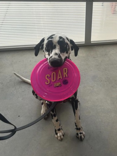 Casey the Firedog (Thomas Robertson, 2Day FM staff)