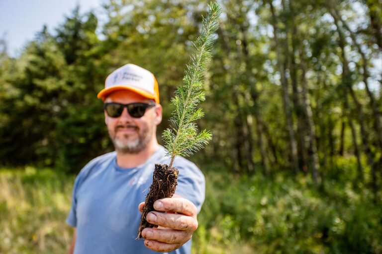 AMA announces plans to plant more than 200K trees across Alberta