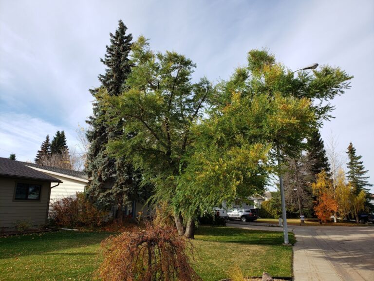 City begins annual tree pruning project in several neighbourhoods