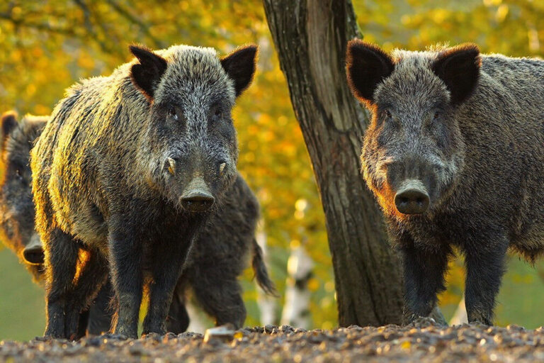 County of GP staff “prepared” to deal with wild boar