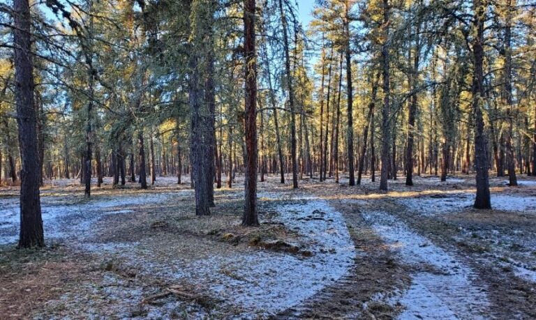 City of GP will apply for Phase Two FRIAA grant to support wildfire mitigation