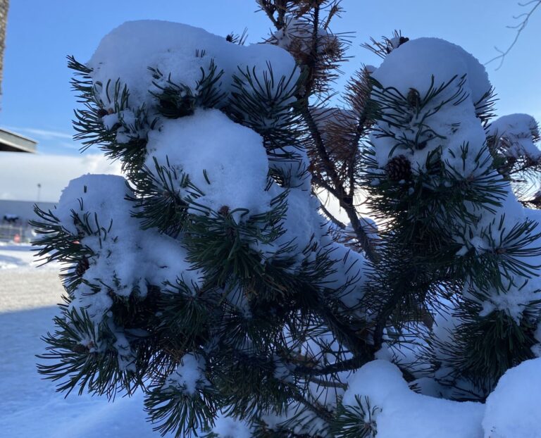 City of GP encourages residents to keep trees healthy through the cold season