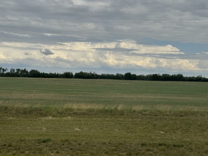 County of Grande Prairie field (Photo mygrandeprairienow.com staff)