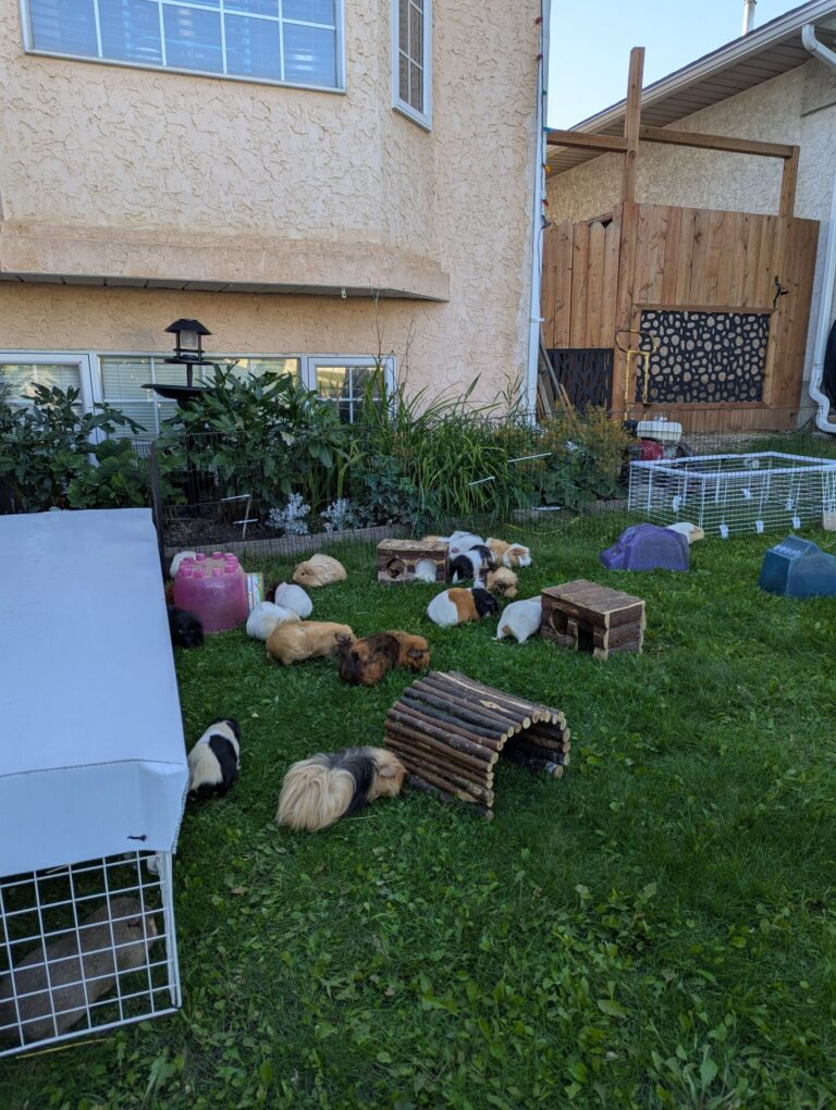 Grande Prairie Guinea Pig Sanctuary is squealing for donations