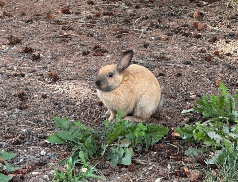 City hops to public education campaign over feeding feral rabbits